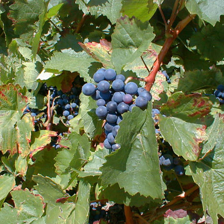 Rotwein